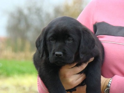 Labrador retriver okoladna i crna tena